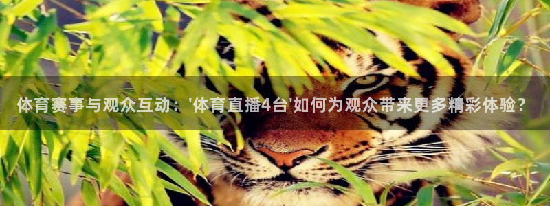 篮球直播蜘蛛直播：体育赛事与观众互动：\'体育直播4台\'如何为观众带来更多精彩体验？