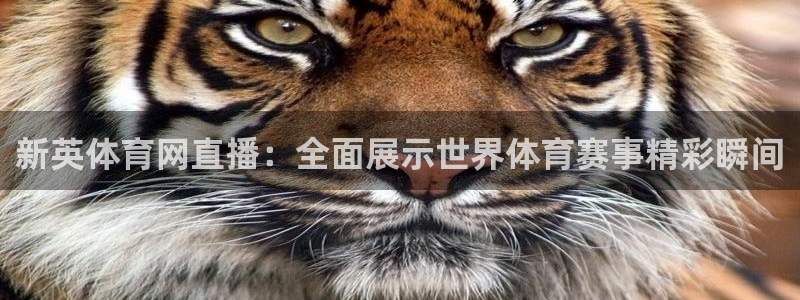蜘蛛直播足球比赛在线观看：新英体育网直播：全面展示世界体育赛事精彩瞬间